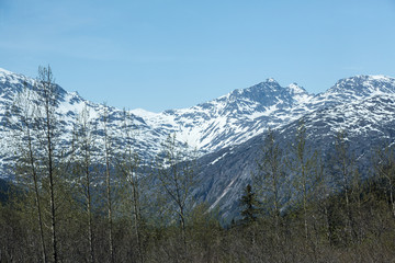 Trees and Mountains