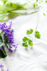 Parsley & Purple Campanula Flowers and various other herbs in the background
