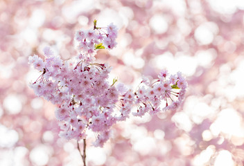 Cherry blossoms in the blurred pink background.