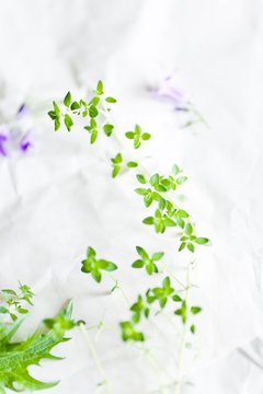 Fresh Thyme on paper background for culinary themes