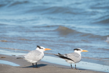 Padre Island National Seashore