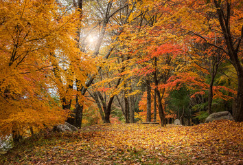 Autumn maple forest. 