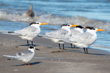 Padre Island National Seashore