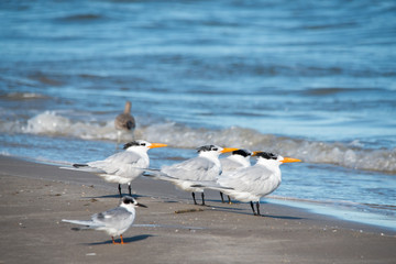 Padre Island National Seashore