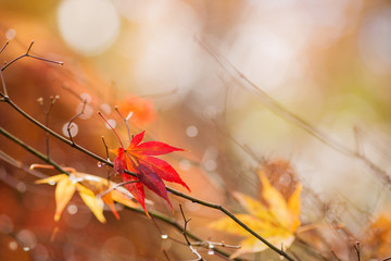 Yellow blurred sunny background with colorful autumn leaves. (place for text, shallow DOF). 