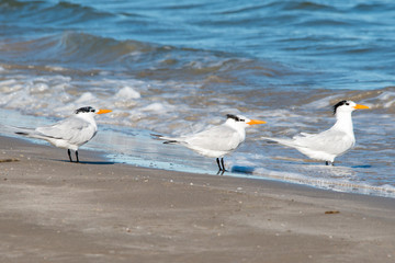 Padre Island National Seashore