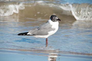 Padre Island National Seashore