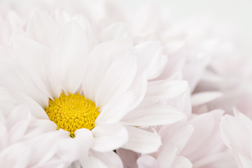 Daisy Flower Pink Yellow White Daisies Floral Flowers