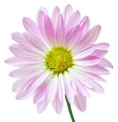 Daisy Flower Pink White Daisies Floral Flowers Isolated