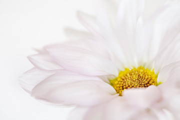 Daisy Flower White Yellow Daisies Floral Flowers Isolated
