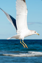 Padre Island National Seashore