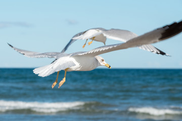 Padre Island National Seashore