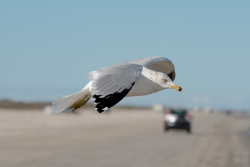 Padre Island National Seashore