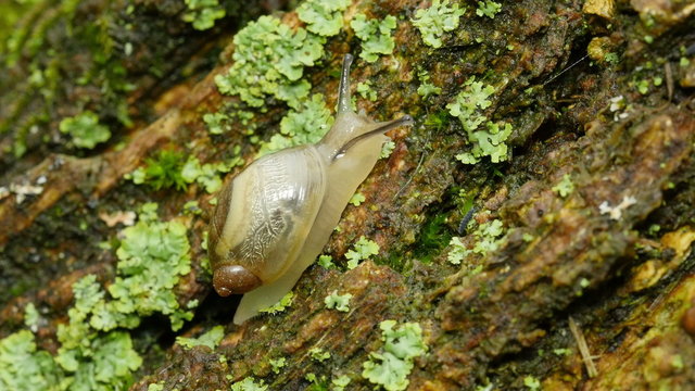 4K Oval Ambersnail (Novisuccinea ovalis) 5