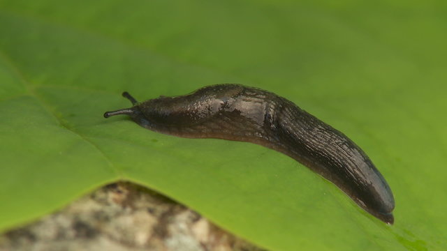 Garden Slug (Arion hortensis) 2