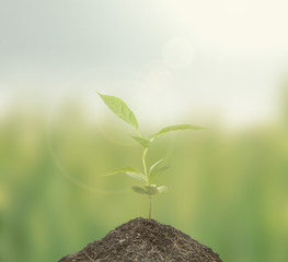 Plant growing on nature background