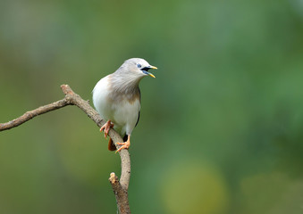 Bird (Chestnut - tailed Starling) , Thailand