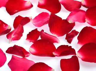 rose petals isolated on white background