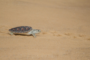 Naklejka premium Hawksbill sea turtle on the beach, Thailand.