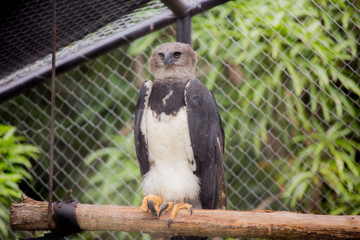 American harpy eagle
