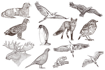 Set of detailed hand drawn animals
