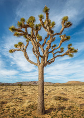 Joshua Tree in the National Park