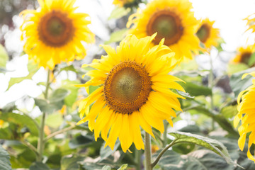 Beautiful sunflower with natural background
