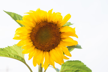 Obraz premium Beautiful sunflower with natural background