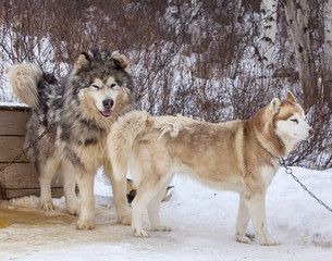 Naklejka premium red Malamute in nursery for dogs