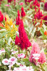 Beautiful red flower in garden