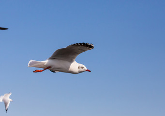 Seagulls