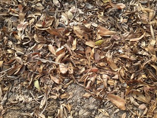 dry leaves on ground in autumn garden