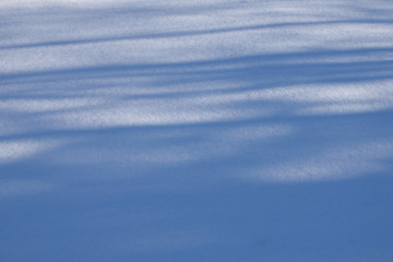 Tree Shadows on Snow