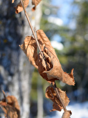 Dry Birch (Betula papyrifera) Leaves in Winter