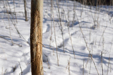 Whitetail Deer Aspen Tree Rub