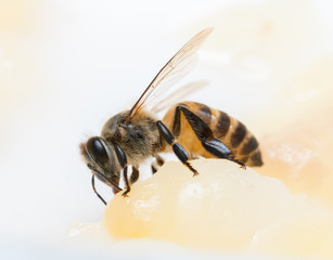 bee