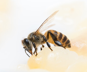 bee