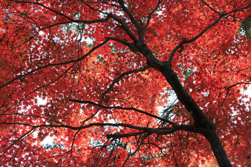 紅葉　-京都 大原野神社-
