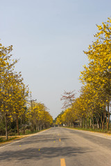 Yellow tabebuia flower on country road