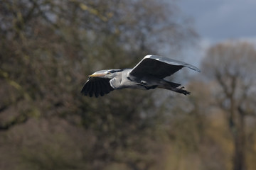 Grey Heron, Ardea cinerea 