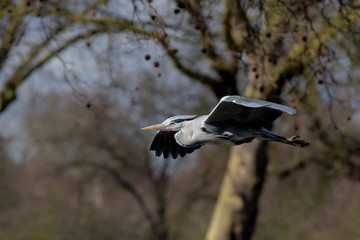 Grey Heron, Ardea cinerea 
