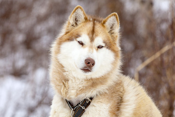 red Malamute  in nursery for dogs