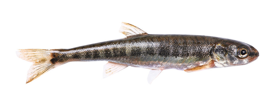 Common minnow (Phoxinus phoxinus) on a white background. Small freshwater fish . Male. Length 5.5 cm