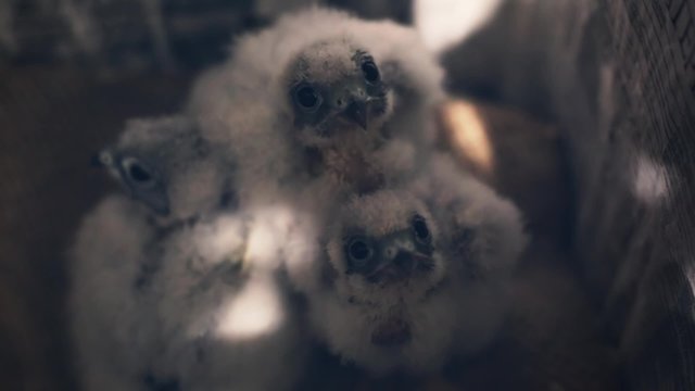 Peregrine falcon on the nest waiting to be fed