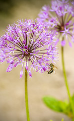 Two purple flowers in a garden