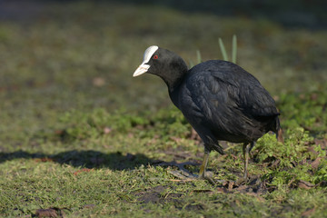 Eurasian Coot, Coot, Fulica atra 