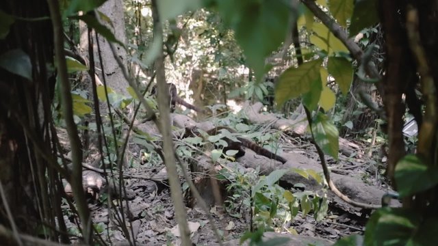 Herd of Coatis Ring-tailed walking in the jungle