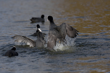 Eurasian Coot, Coot, Fulica atra 
