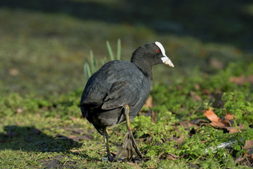 Eurasian Coot, Coot, Fulica atra 