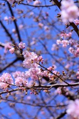 cherry blossom